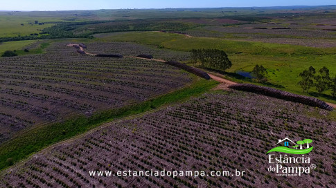 DOS EÓLICOS VIRA P FAZENDA_Moment.00_01_03_01.Quadro317_22c2d6cfc099a4452b2cd0aea1347c5db1422e76.jpg